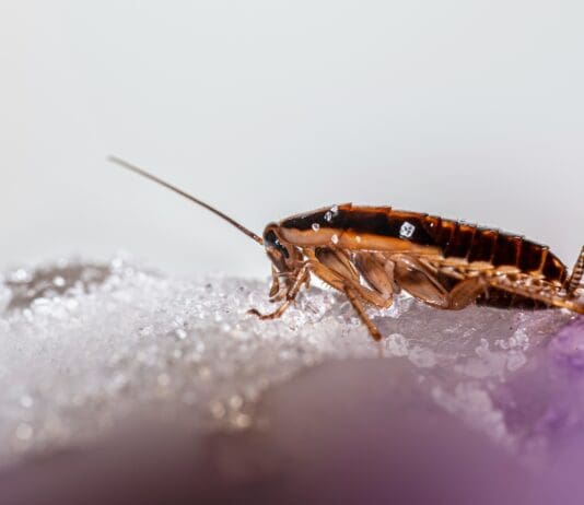 These Cyborg Cockroaches Are Controlled by AI — But Not in the Usual Way