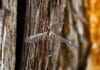 Nature’s Tiny Vibration Detector Is Inspiring Smarter Sensors