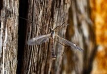 Nature’s Tiny Vibration Detector Is Inspiring Smarter Sensors