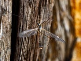 Nature’s Tiny Vibration Detector Is Inspiring Smarter Sensors