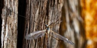 Nature’s Tiny Vibration Detector Is Inspiring Smarter Sensors