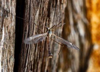 Nature’s Tiny Vibration Detector Is Inspiring Smarter Sensors