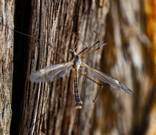 Nature’s Tiny Vibration Detector Is Inspiring Smarter Sensors