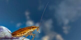 Scientists Built a Tiny Diving Suit for Cyborg Cockroaches