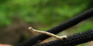 Meet the Worm-Inspired Robot Built for Places Wheels Can’t Reach