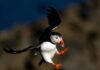 Inspired by Diving Birds, This Drone Masters Air and Sea