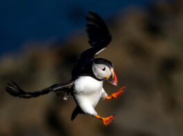 Inspired by Diving Birds, This Drone Masters Air and Sea