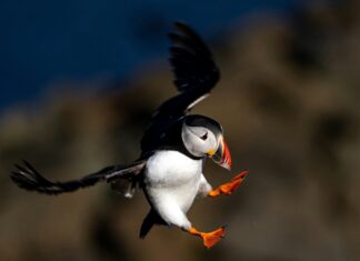 Inspired by Diving Birds, This Drone Masters Air and Sea