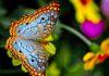 Butterfly-Inspired Tech Could Give Tiny Robots Some Serious Muscle