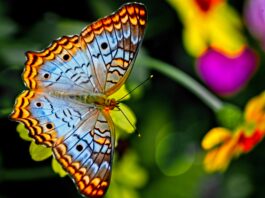 Butterfly-Inspired Tech Could Give Tiny Robots Some Serious Muscle