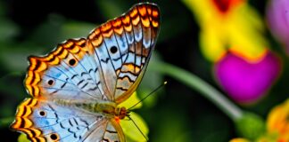 Butterfly-Inspired Tech Could Give Tiny Robots Some Serious Muscle