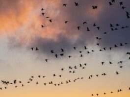 The Unexpected Threat Military Radar Is Now Tracking: Birds
