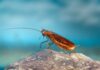 Cyborg Cockroaches Are Getting Smarter at Navigating Difficult Terrain