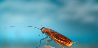 Cyborg Cockroaches Are Getting Smarter at Navigating Difficult Terrain