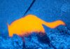 Tiny Thermal Sensors Could Give Military Drones Much Better Night Vision