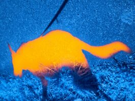 Tiny Thermal Sensors Could Give Military Drones Much Better Night Vision