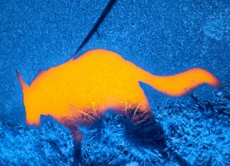 Tiny Thermal Sensors Could Give Military Drones Much Better Night Vision